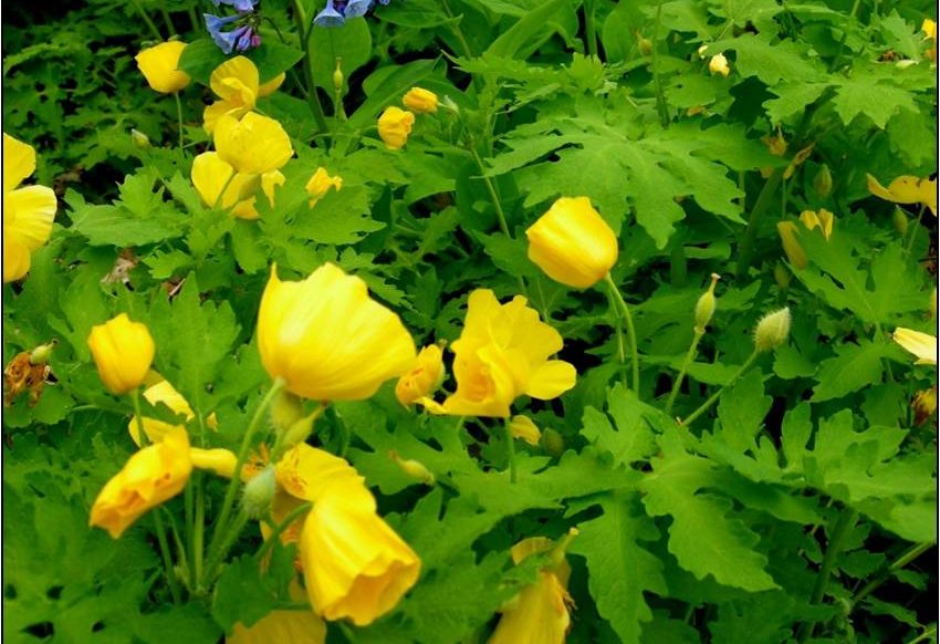 Wood poppy