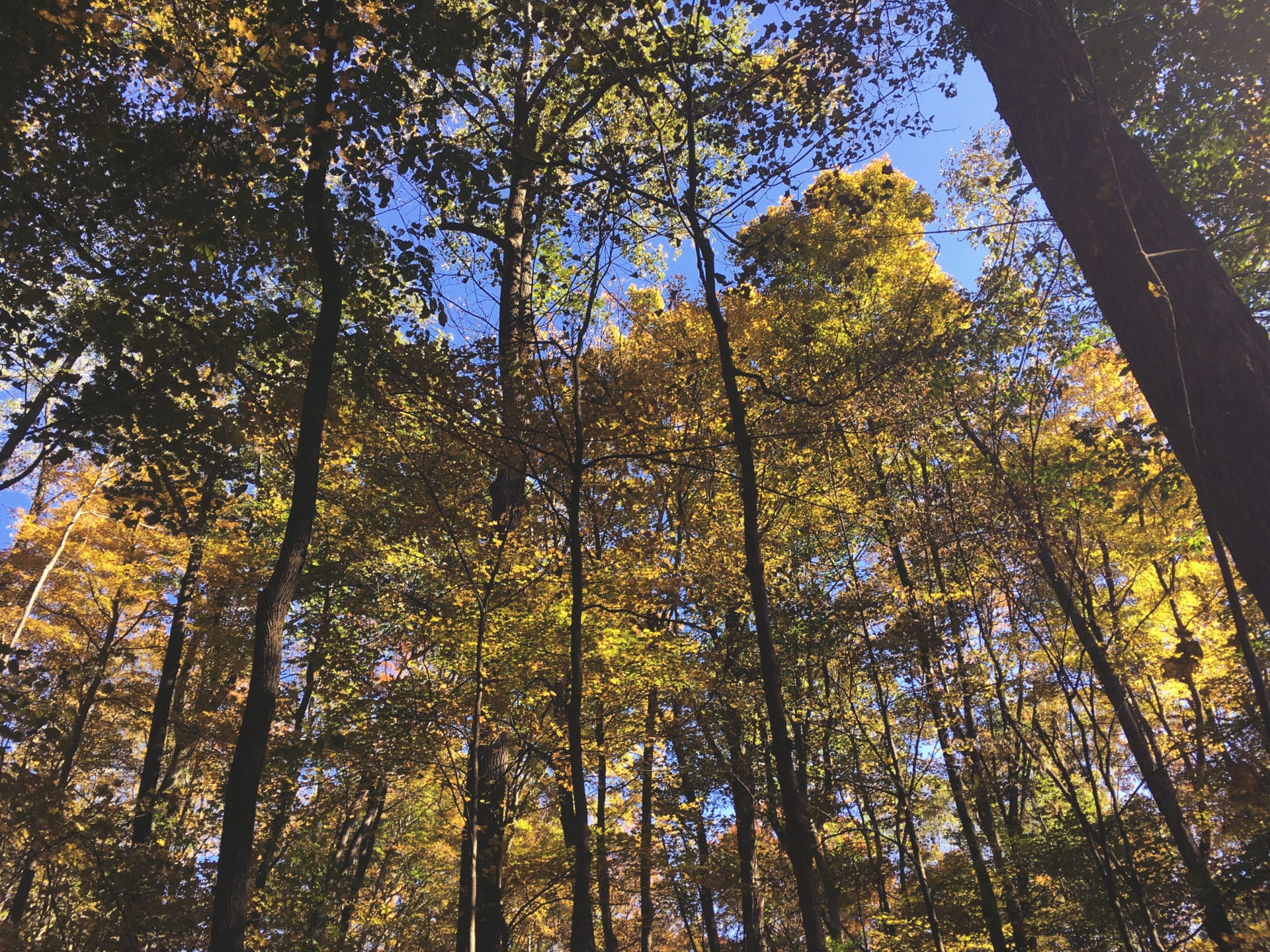 Woods
