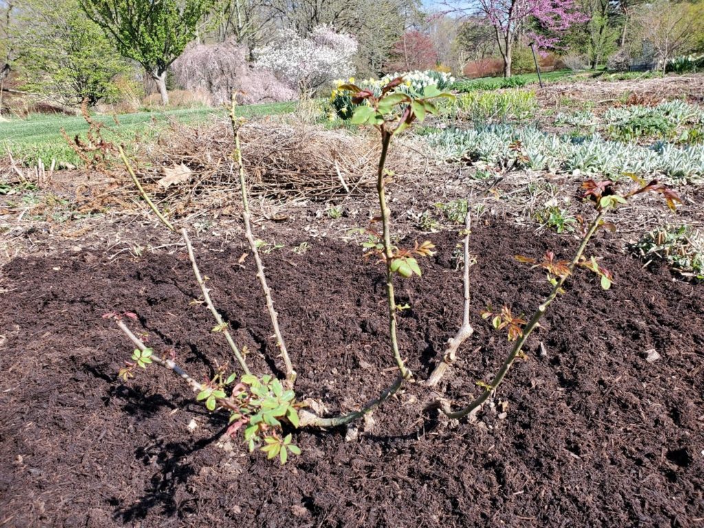 Prune Out Damaged Rose Stems  The Art & Science of Gardening