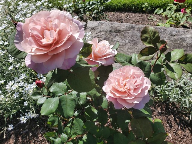 How to Prune Your Roses