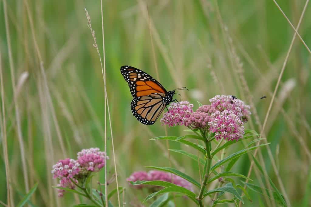 Attracting Pollinators to Your Yard