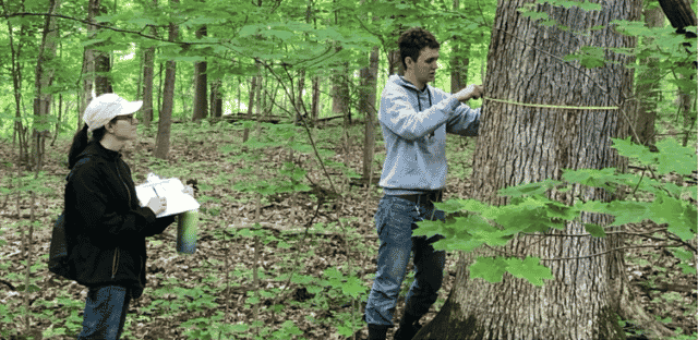 The Growth of Forest Trees is Deeply Rooted in Soil