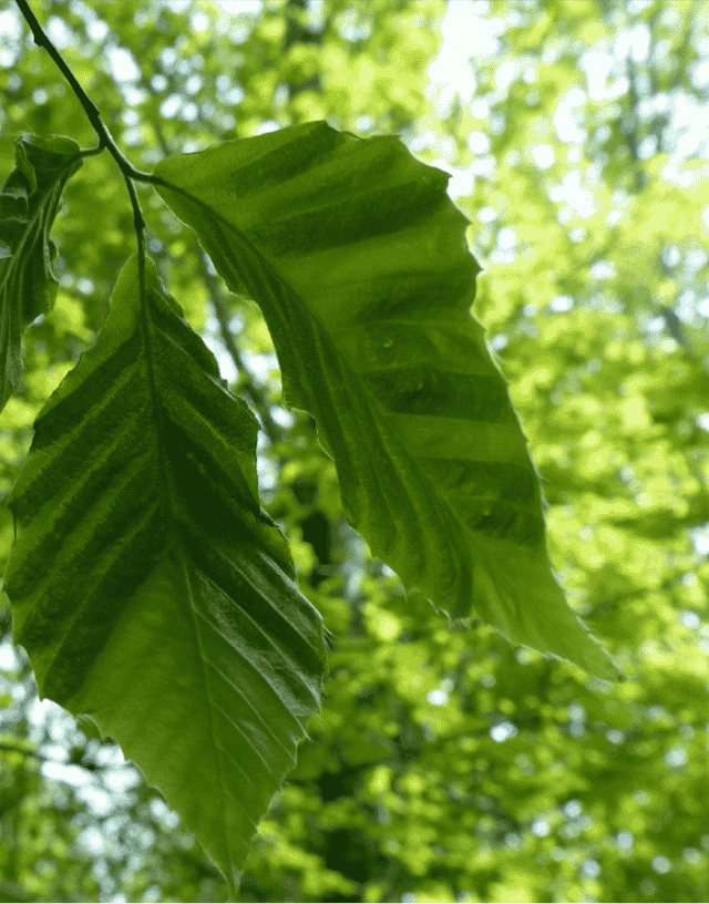 Beech Leaf Disease Workshop Includes Research from Holden