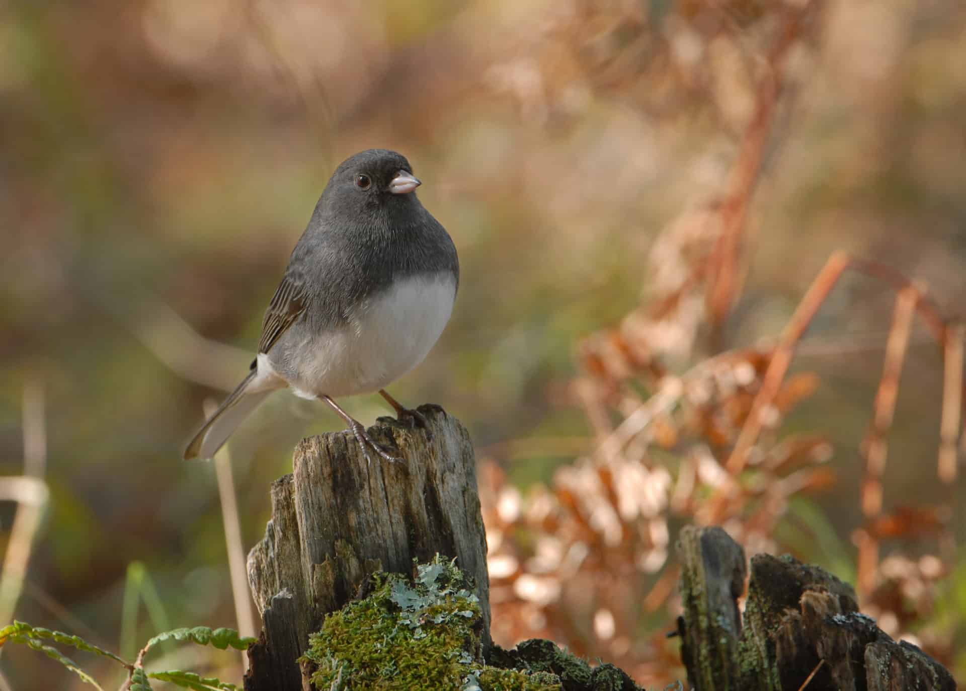 Dark-eyed Junco in tree