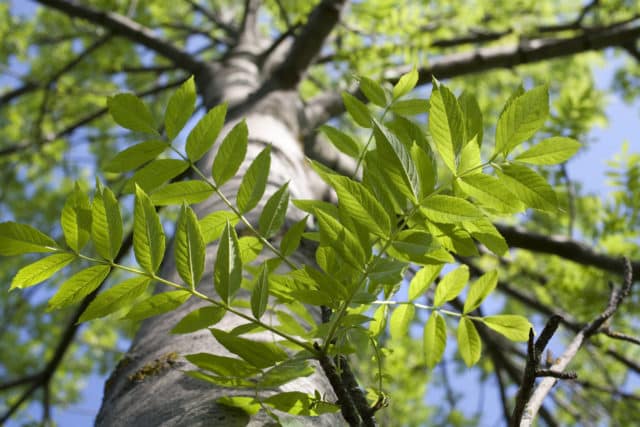 Forest pathogens and tree health