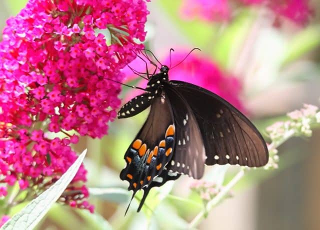 Dissecting Pollination