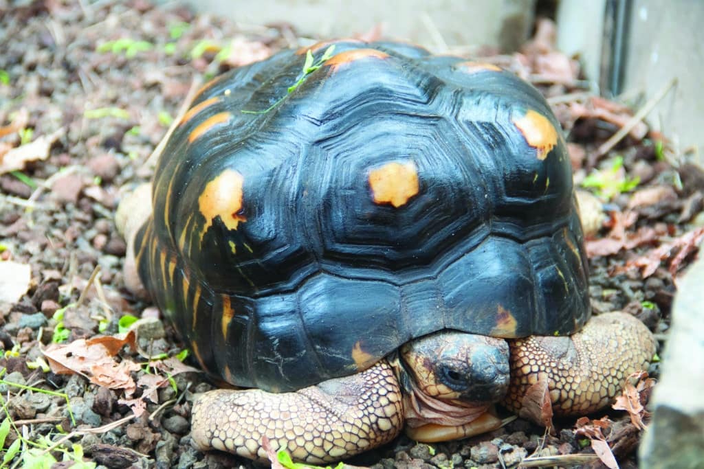 Feeding the Animals at Cleveland Botanical Garden