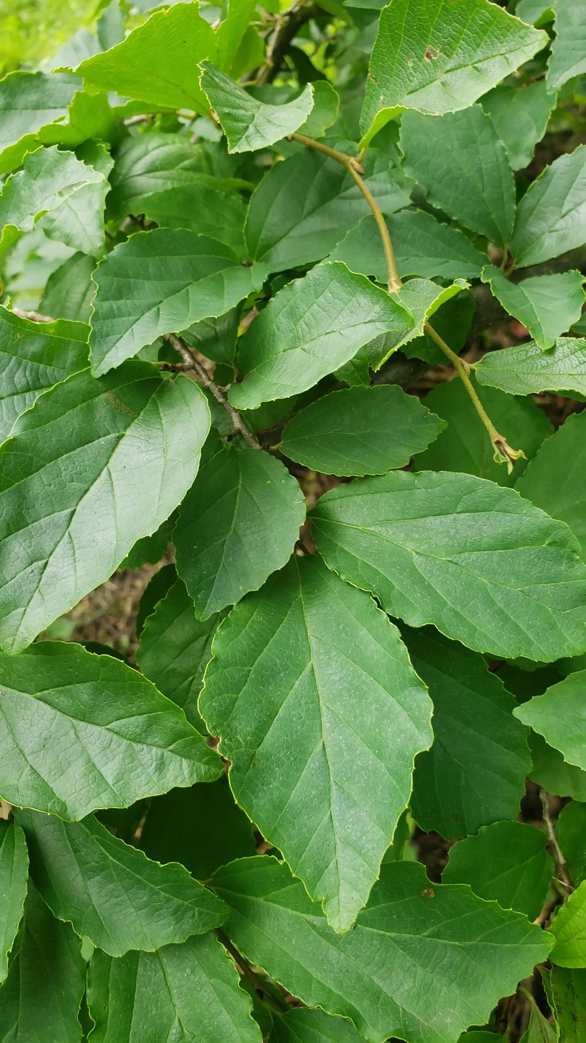 Parrotia