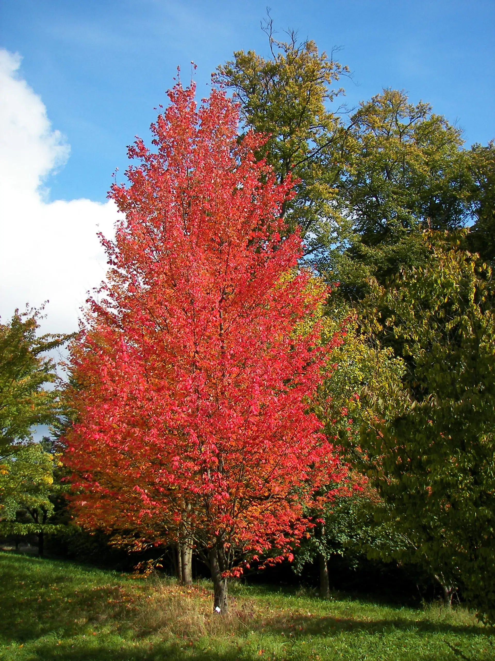 Acer rubrum ‘Bowhall’