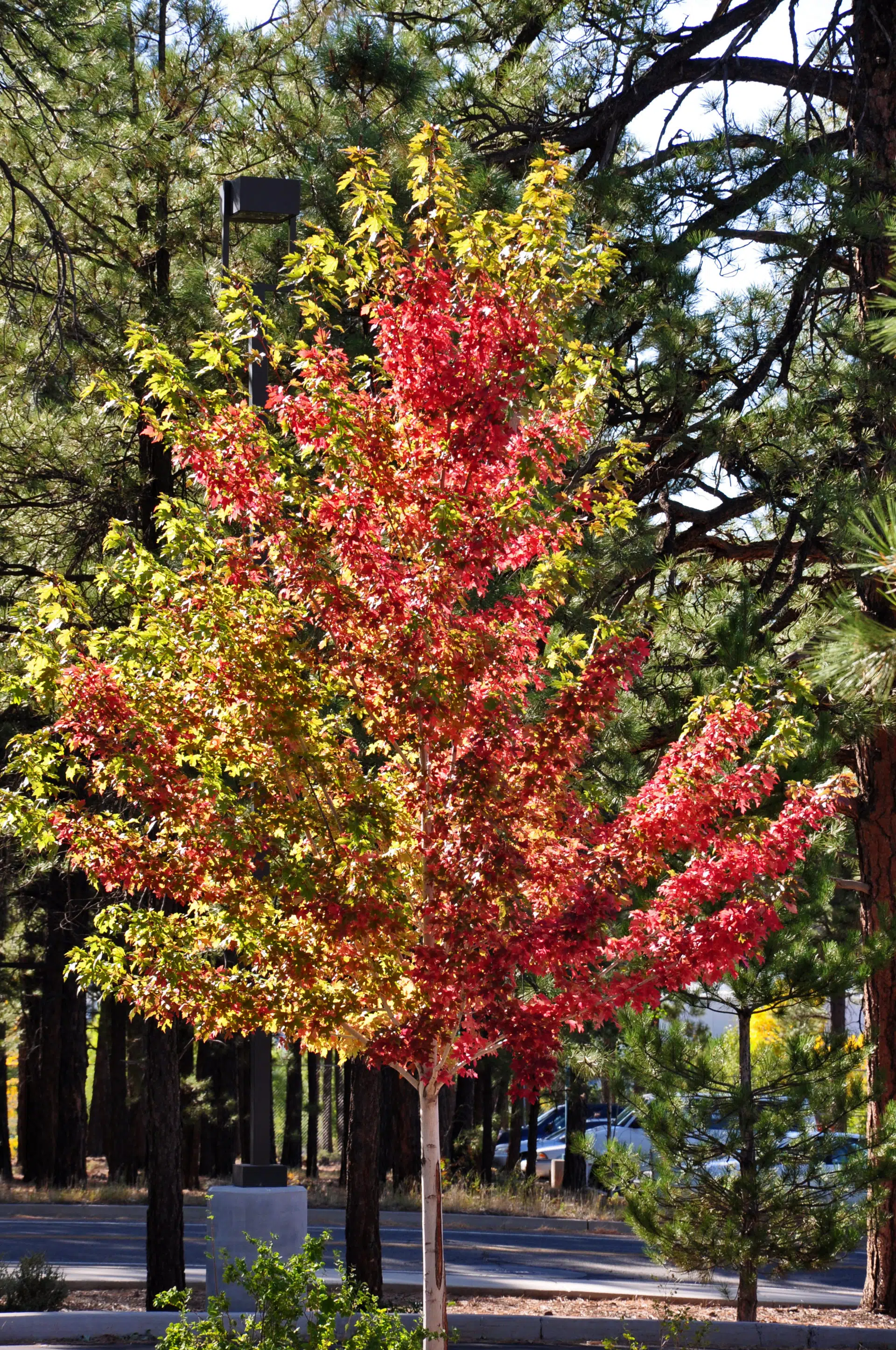 Acer x freemanii