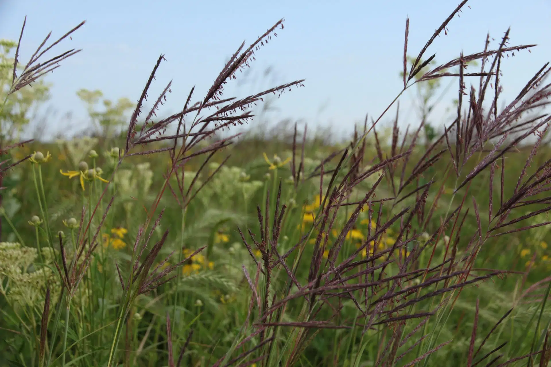 Andropogon_big bluestem