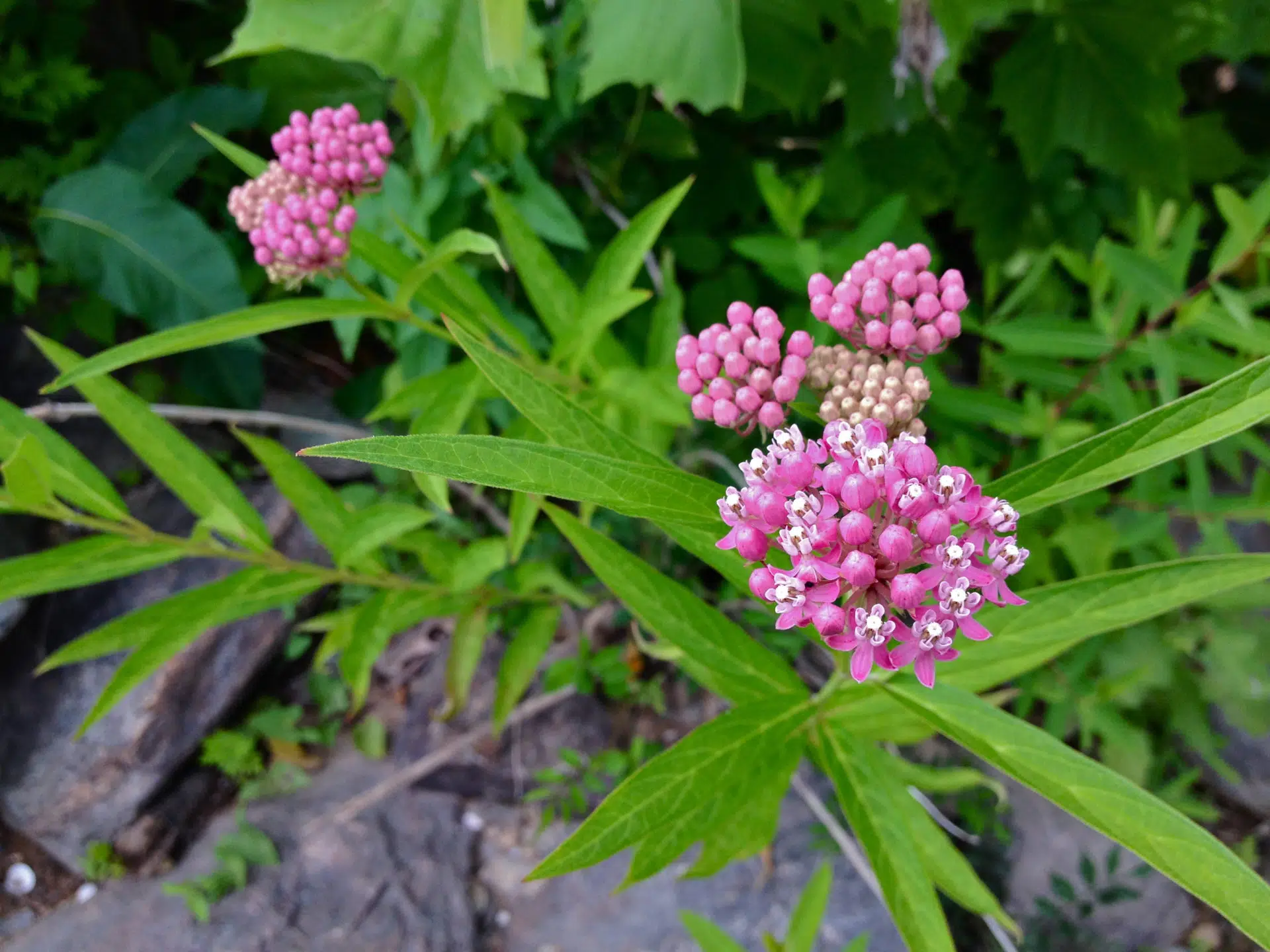 Asclepias incarnata 'Cinderella’