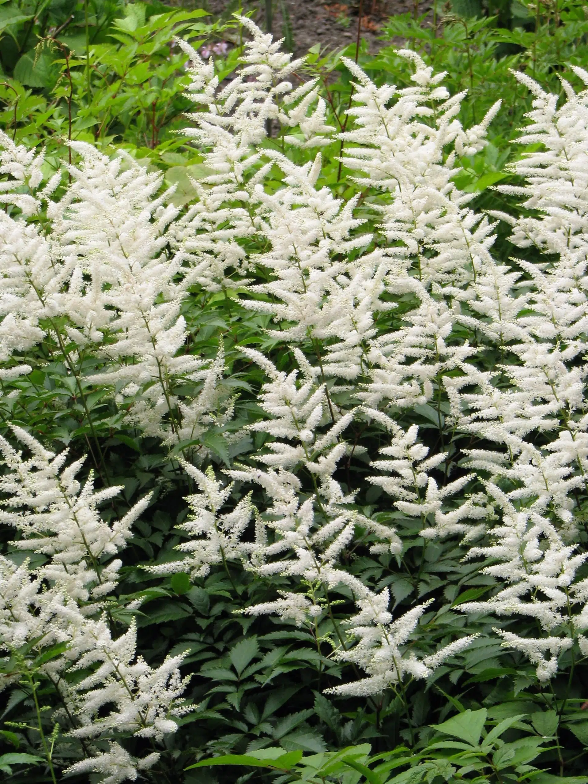 Astilbe ‘Deutschland’ (astilbe)