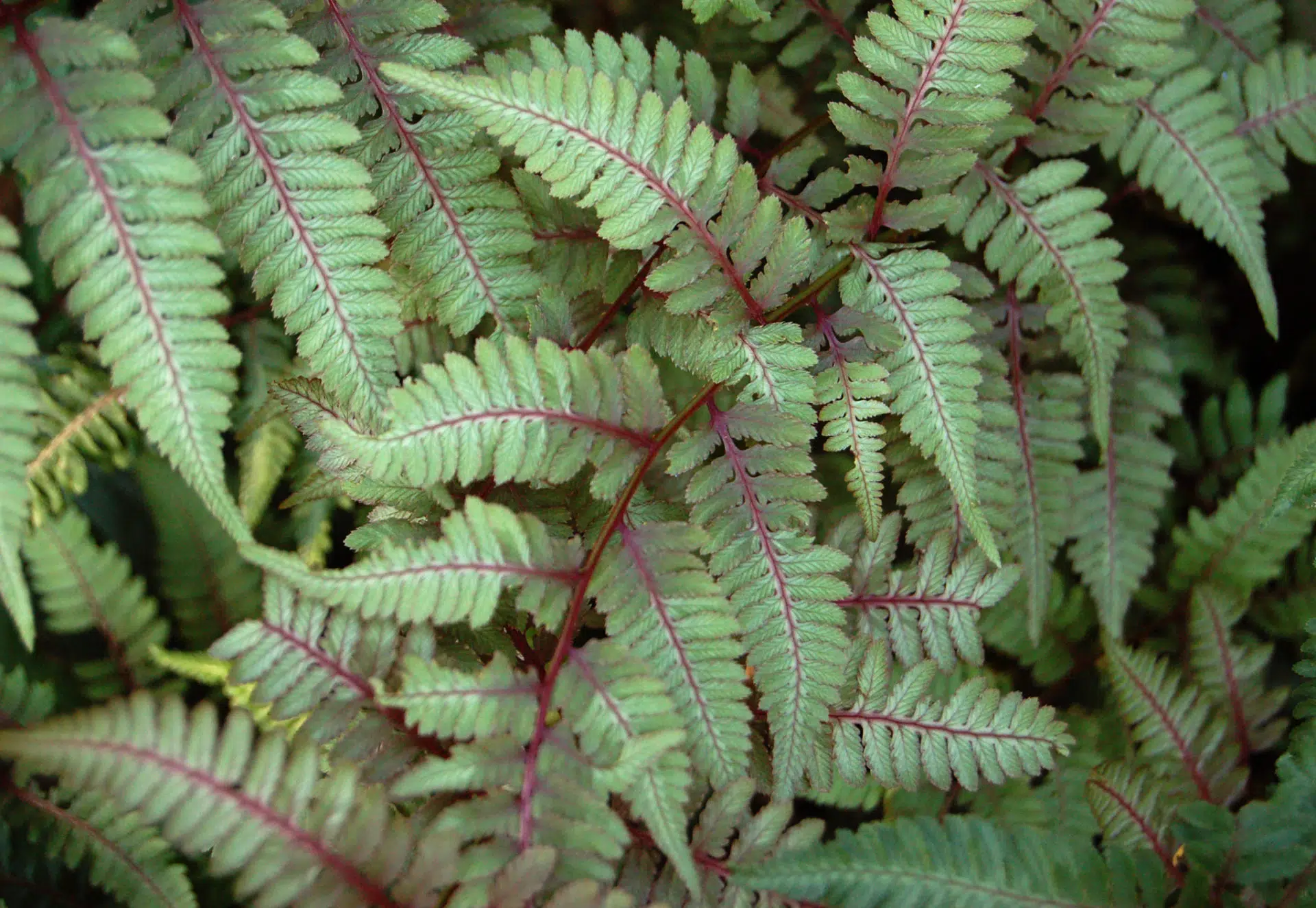 Athyrium niponicum