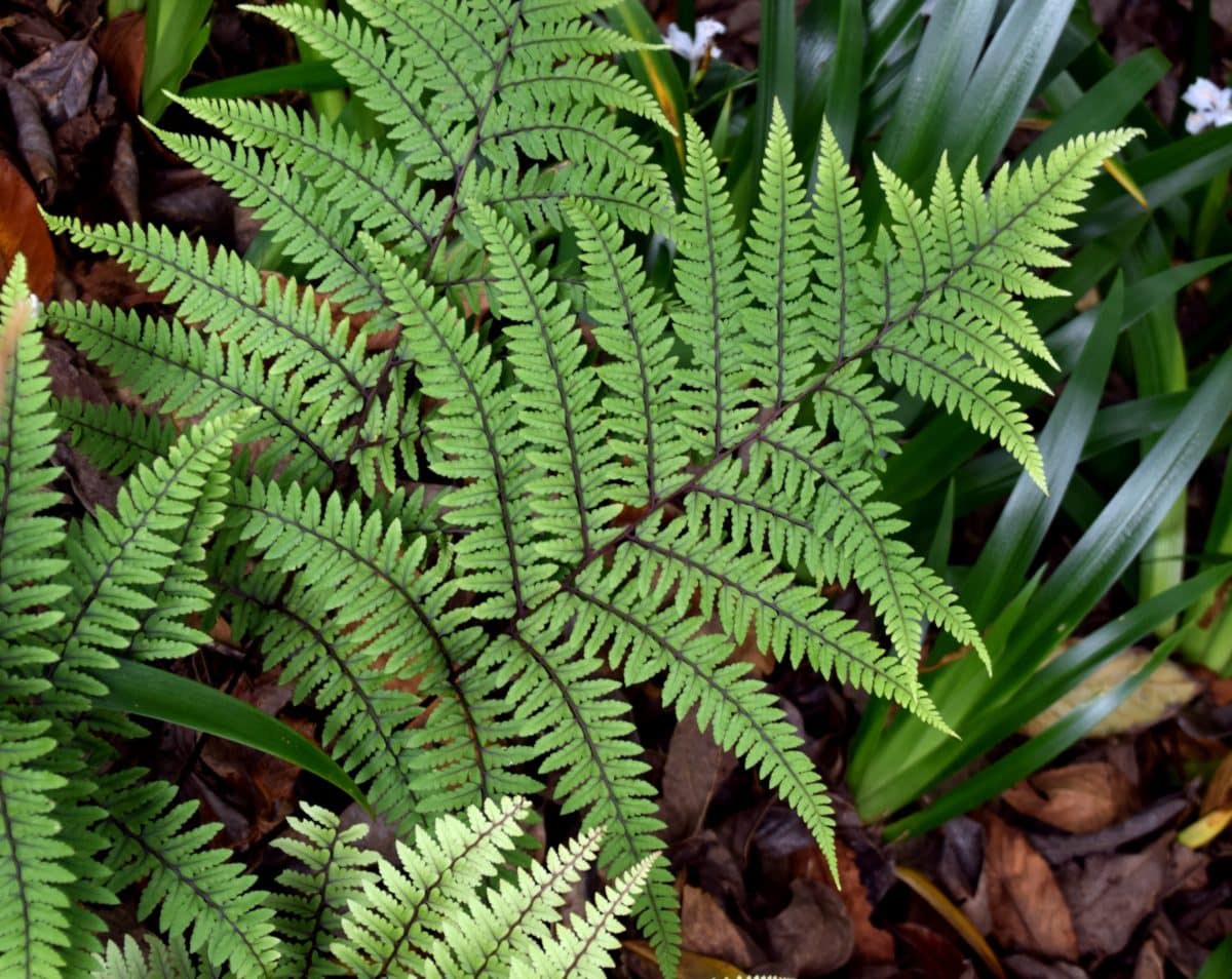 Athyrium otophorum (eared lady fern) » HF&G