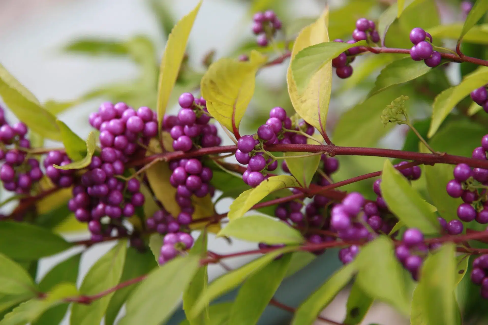 Callicarpa b. ‘Profusion’ (beautyberry)