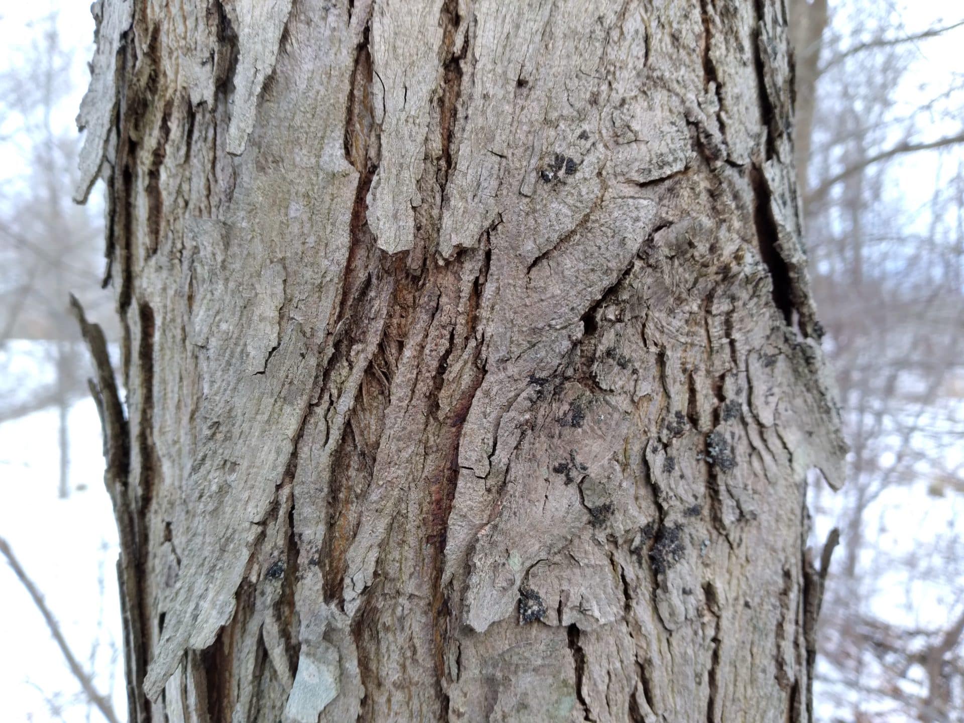 Shellbark hickory