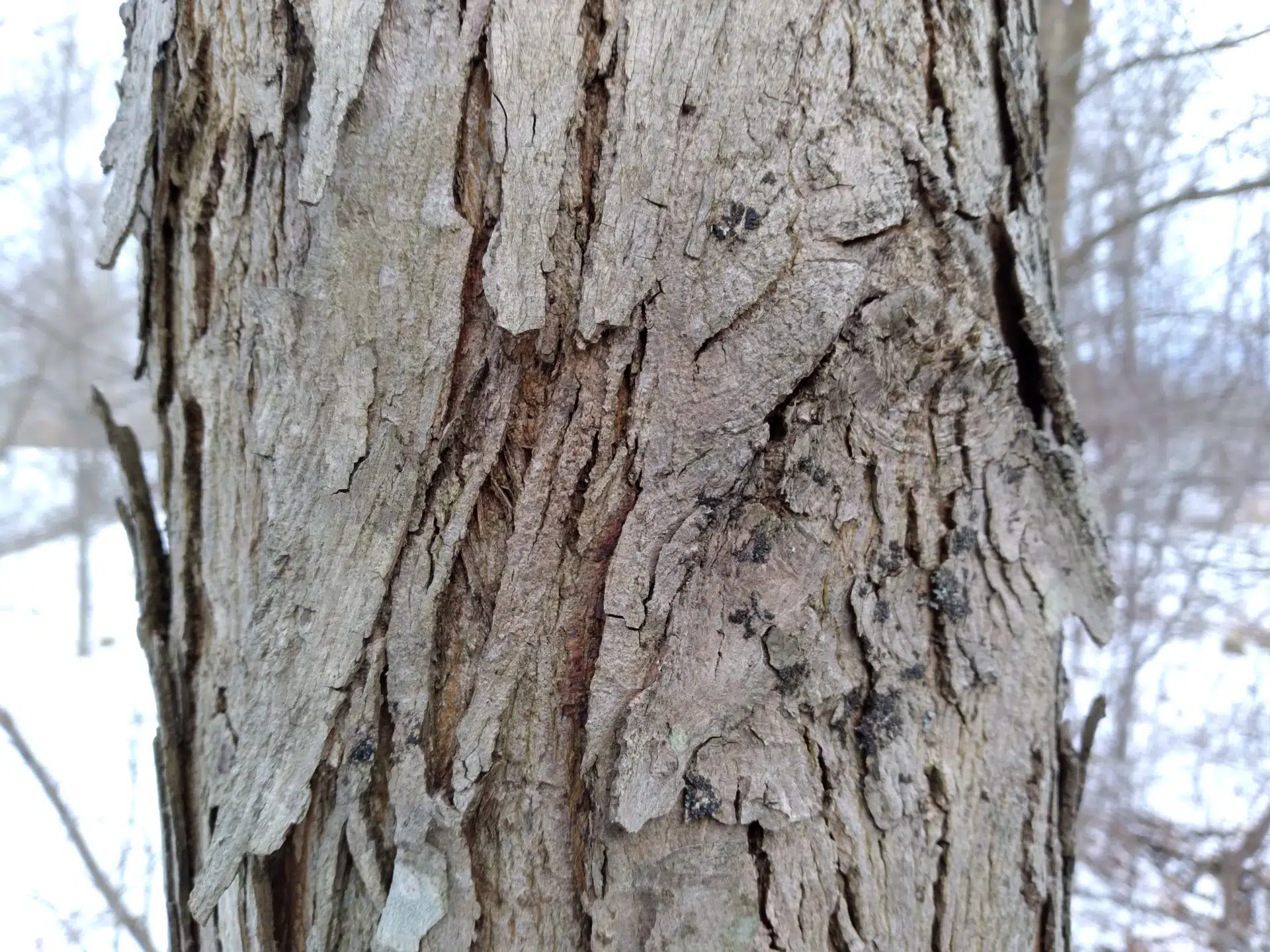 Shellbark hickory