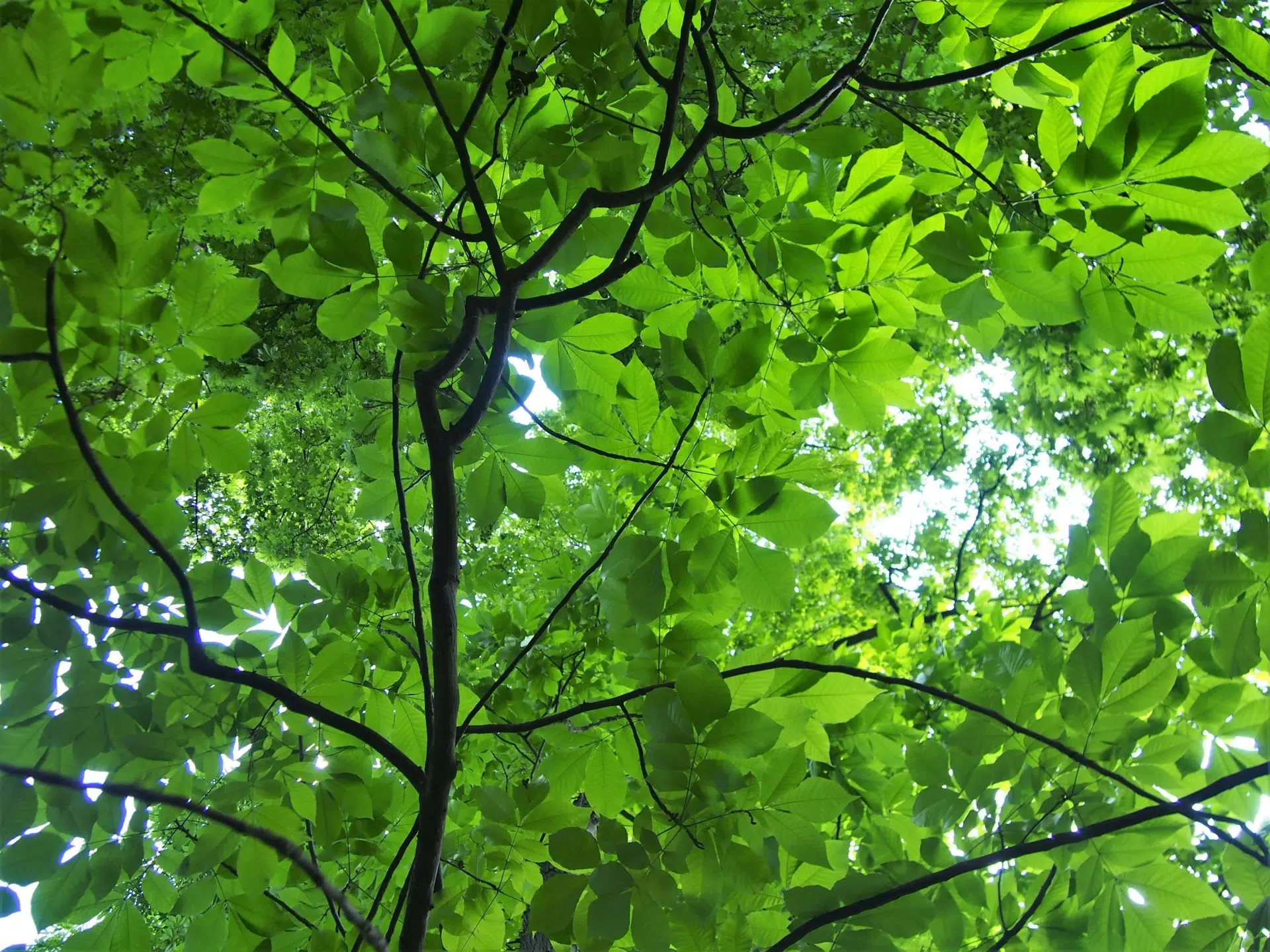 Carya laciniosa