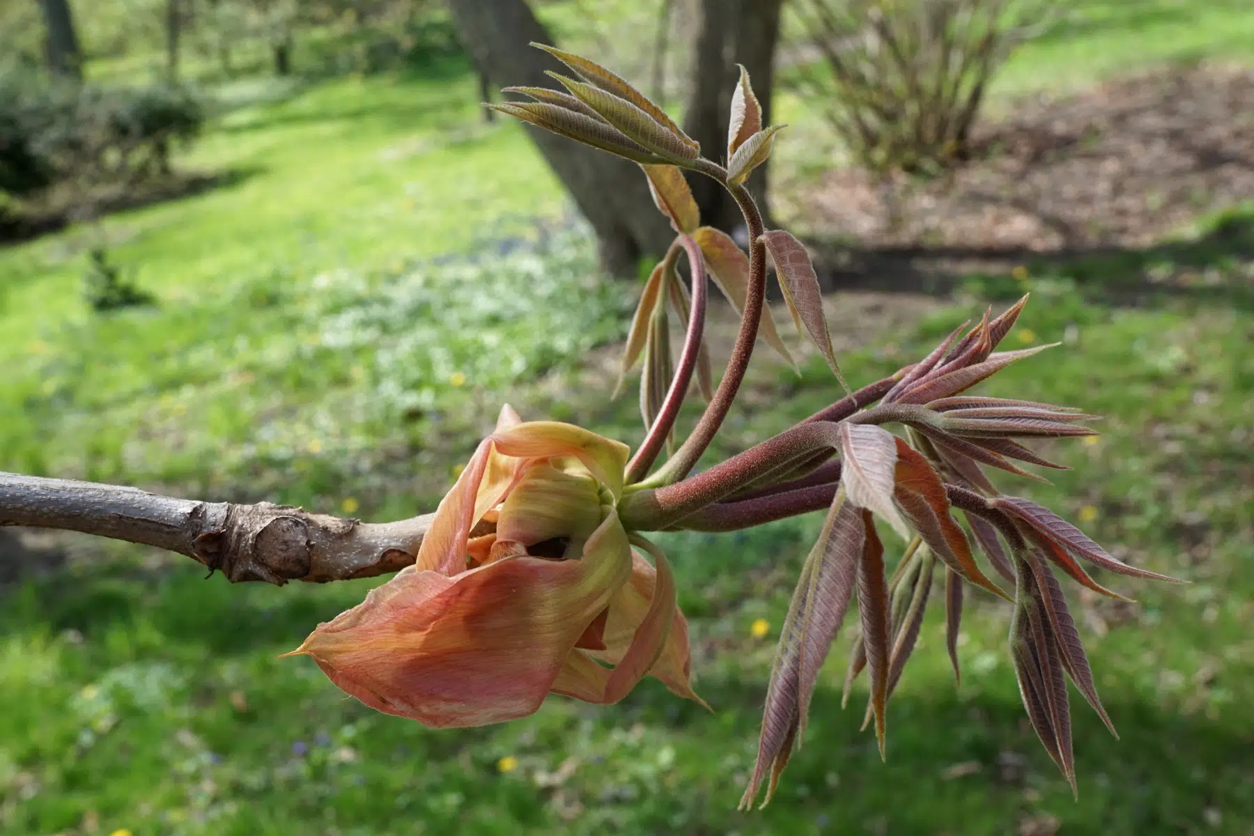 Carya laciniosa