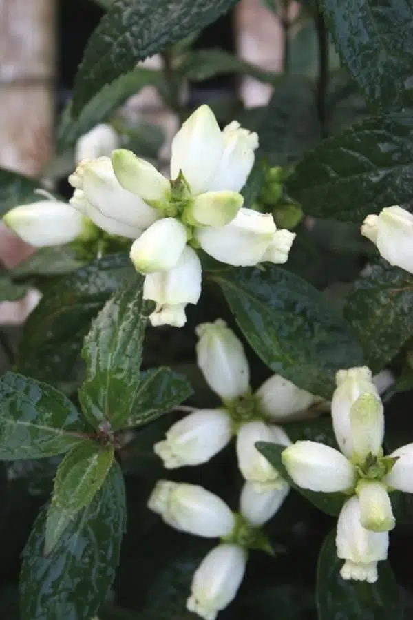 Chelone glabra ‘Black Ace’