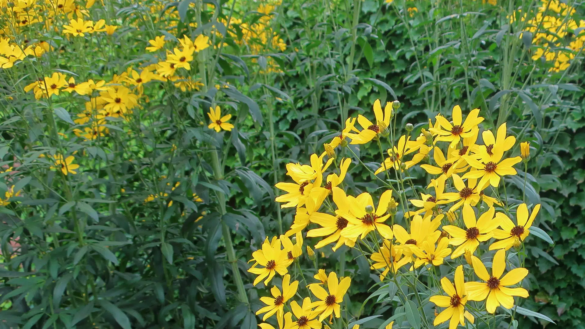 Coreopsis_tripteris