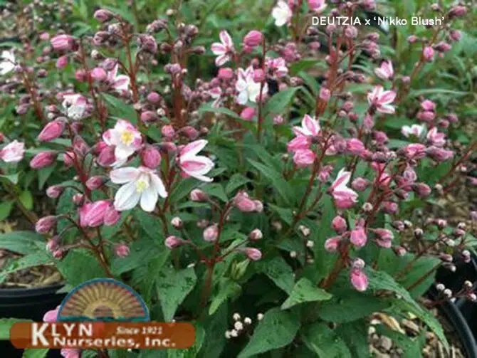 Deutzia ‘Nikko Blush’ (deutzia)