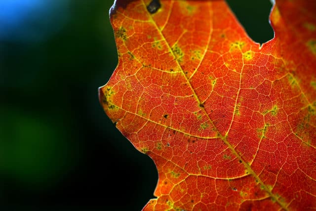 Leaf Trail at Holden Arboretum