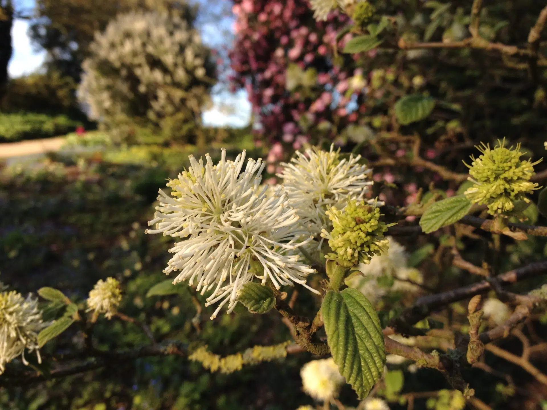 Fothergilla ‘Mt. Airy’