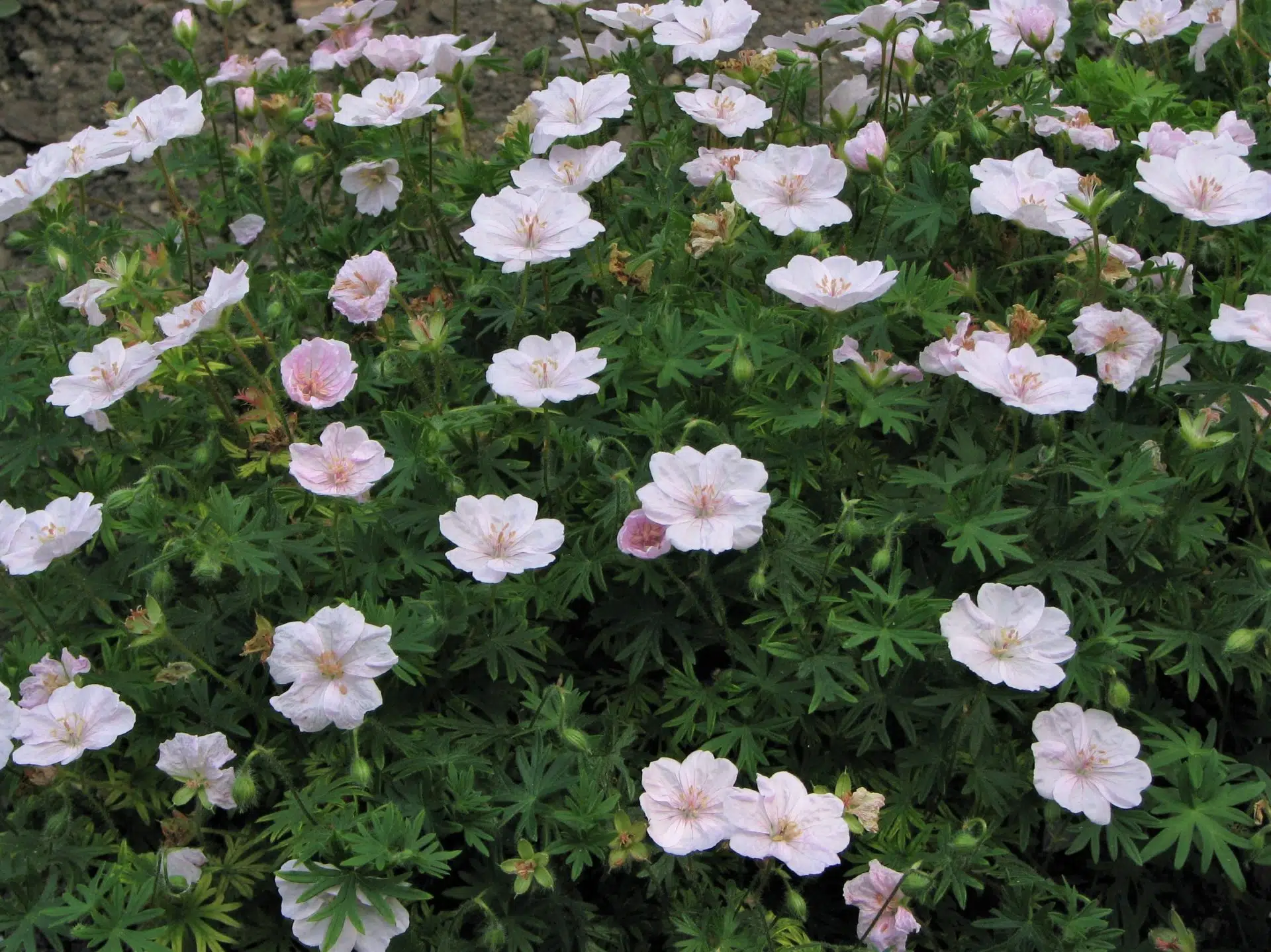 Geranium sanguineum v. striatum