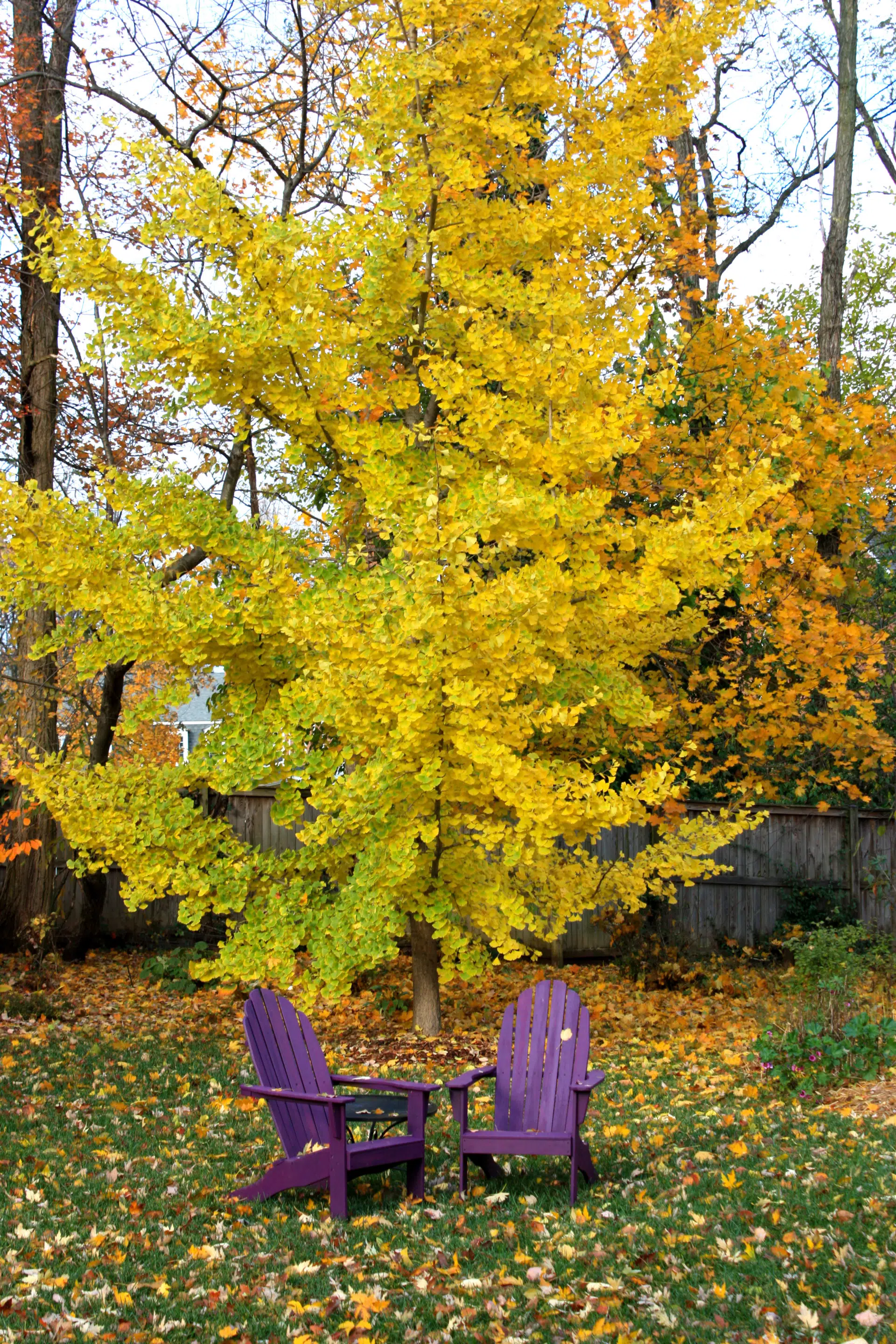 Ginkgo biloba ‘Princeton Sentry’