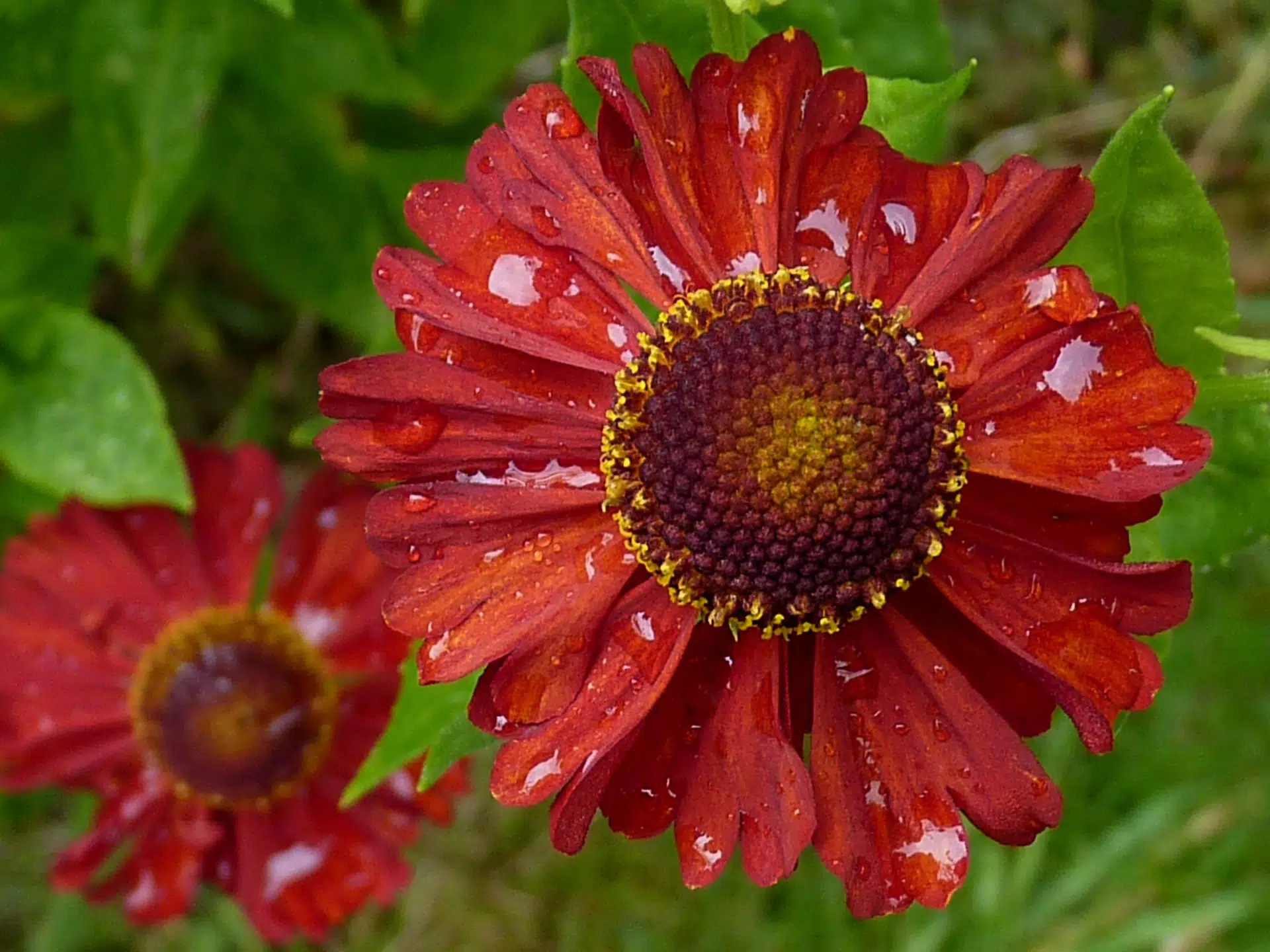 Helenium MARIACHI ‘Salsa’