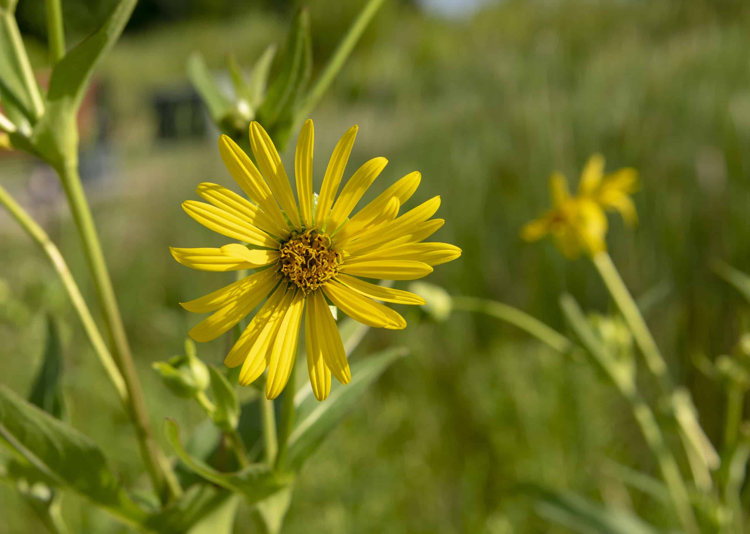 Helianthus helianthoides (ox-eye daisy, false sunflower) » HF&G