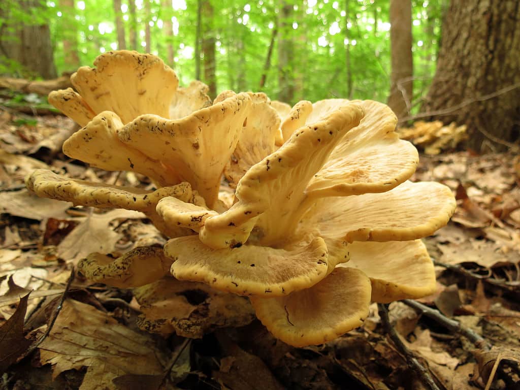 Science on Friday – A Book About Mushrooms & a Recipe