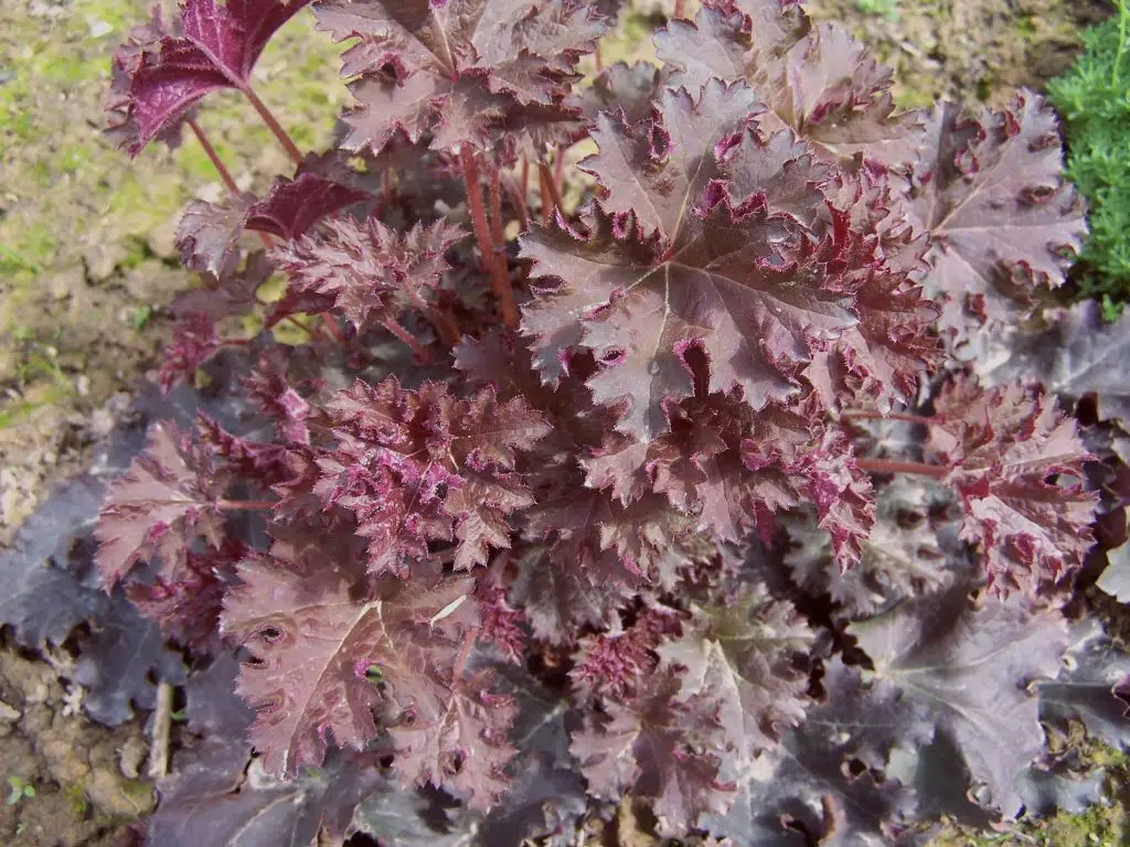 Heuchera_micrantha