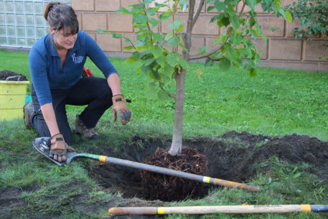 How to Plant a Tree