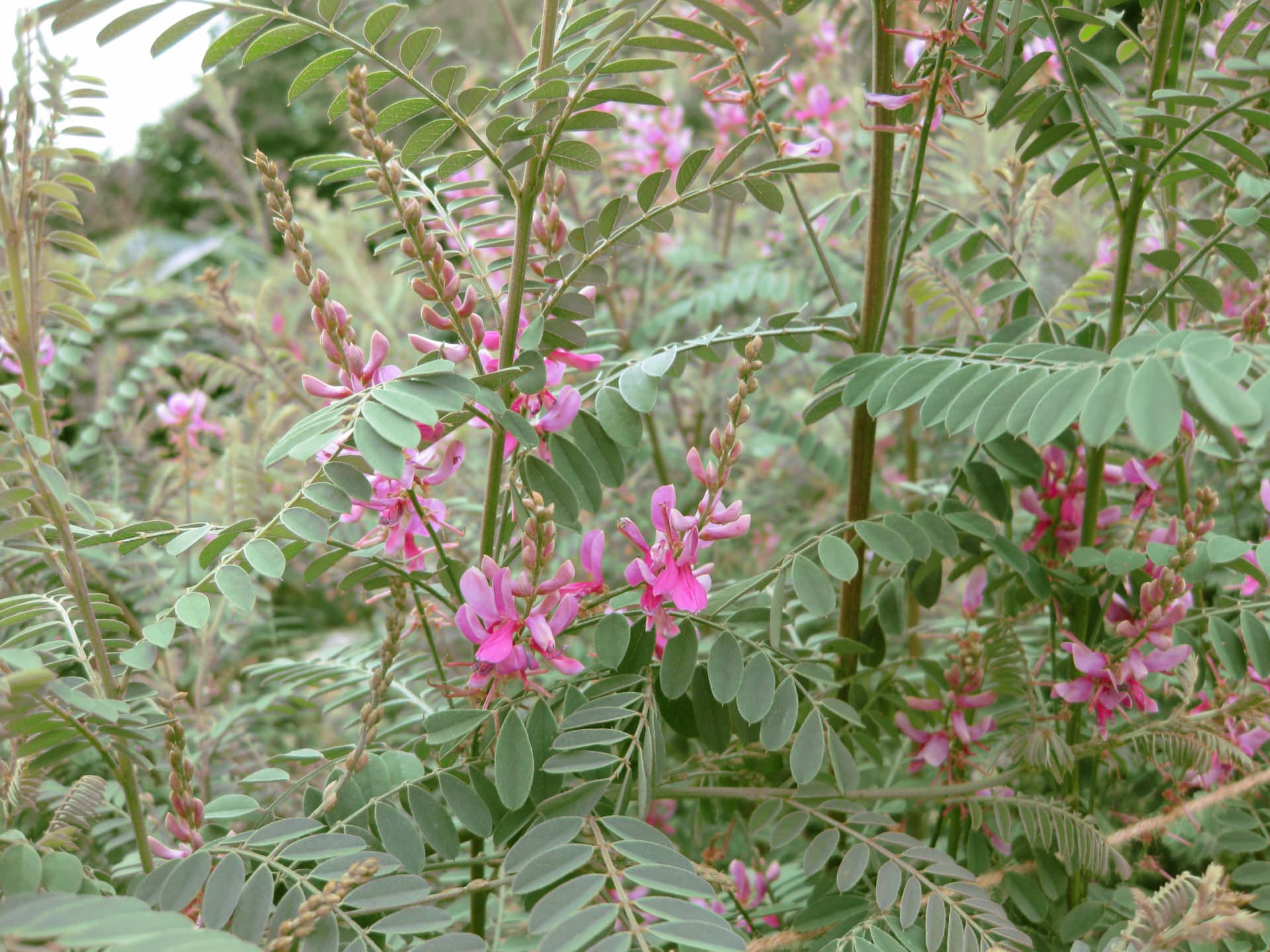 Indigofera heterantha (Himalayan indigo)