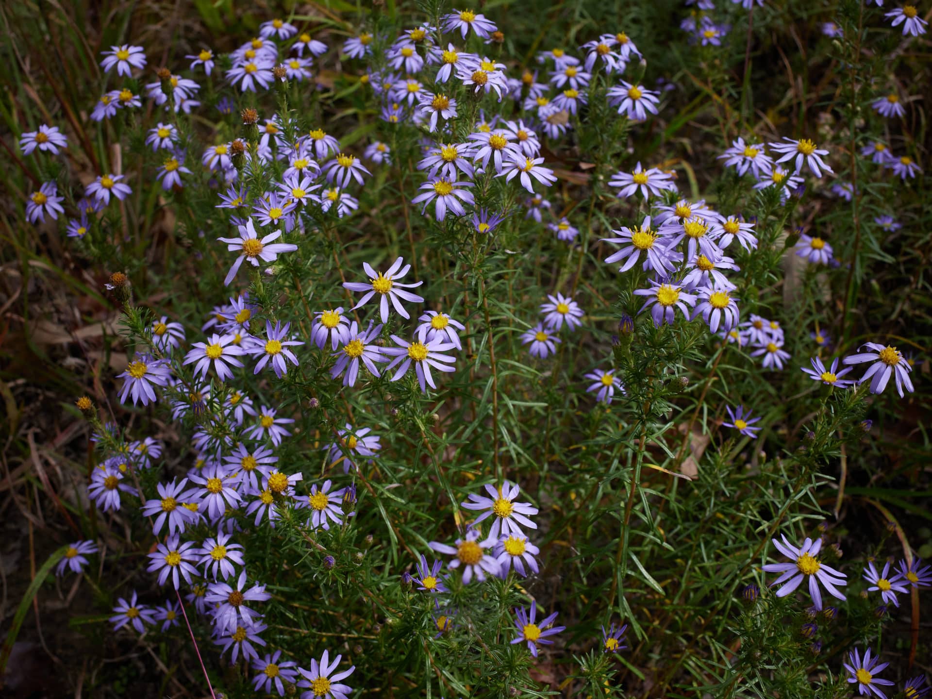 Ionactis linariifolius