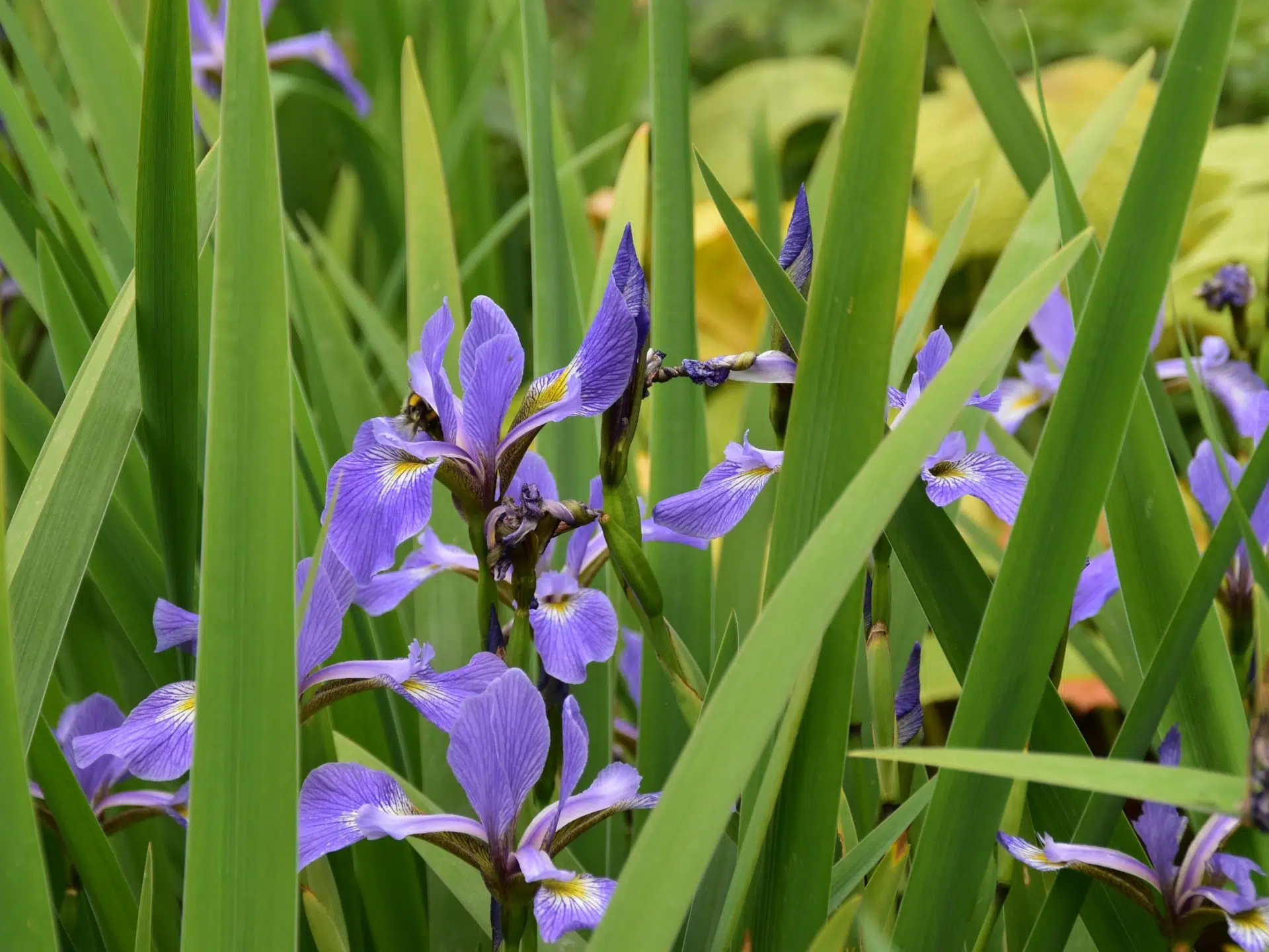 Iris versicolor ‘Purple Flame’