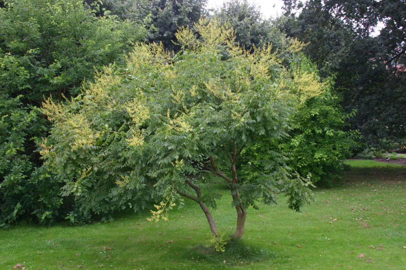 Koelreuteria paniculata