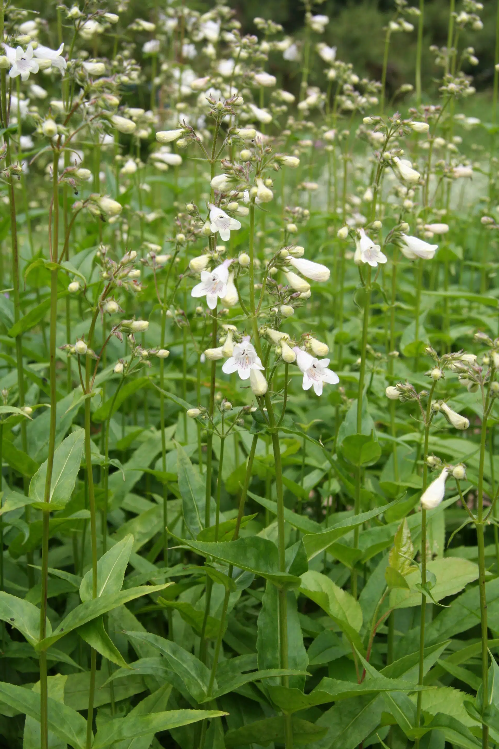 Penstemon digitalis