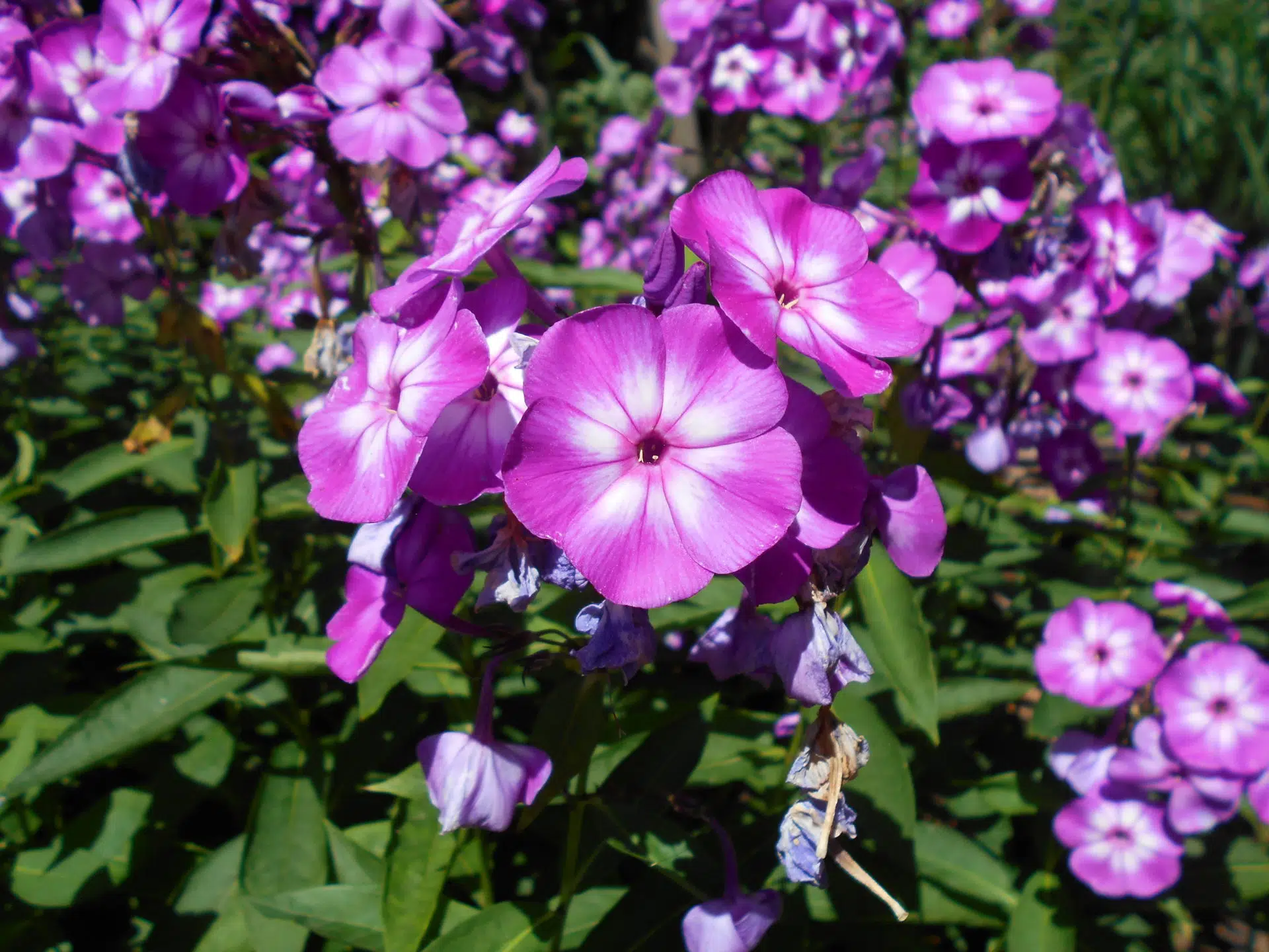 Phlox paniculata 'Laura’