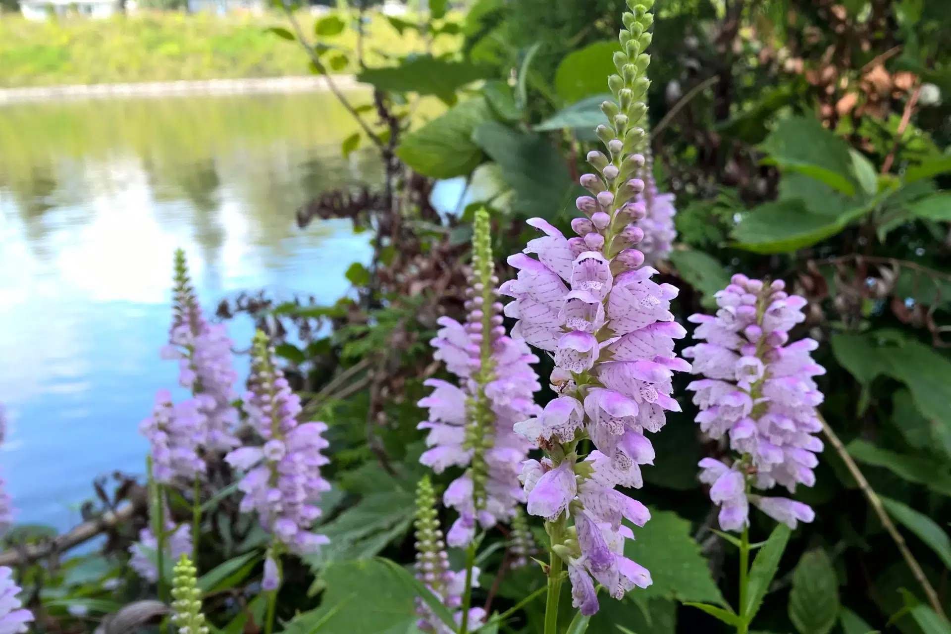 Physostegia virginiana