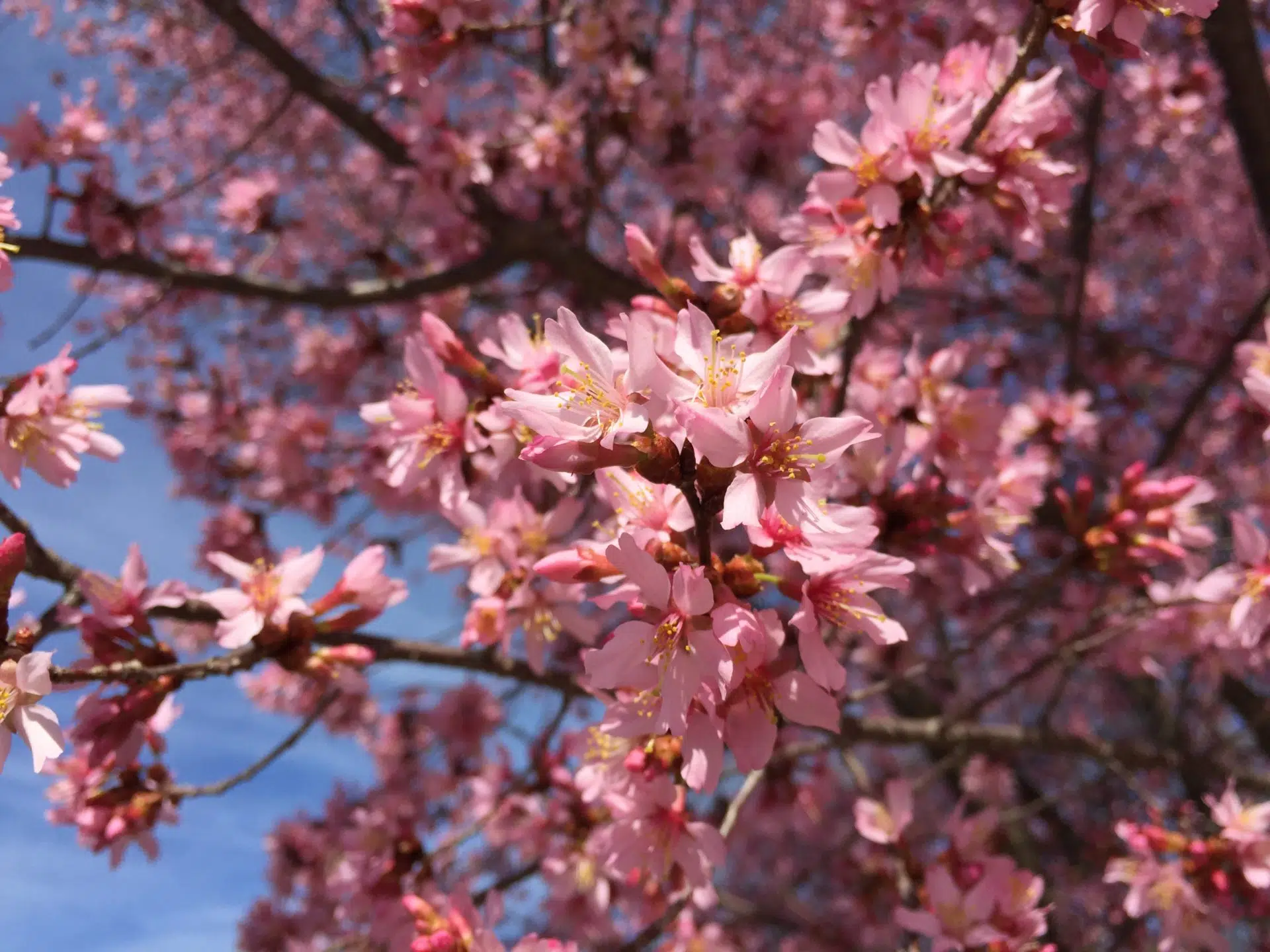 Prunus Okame