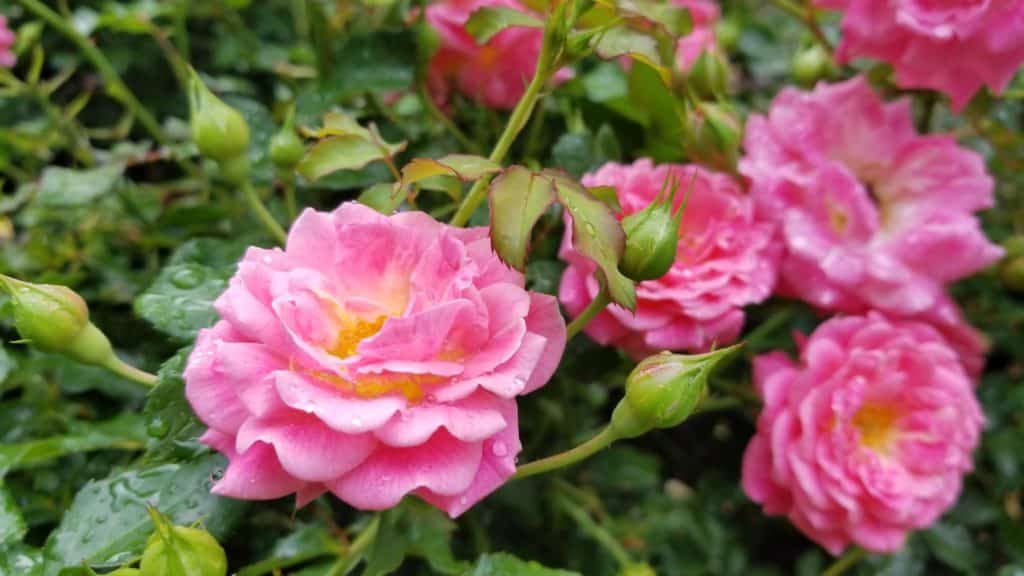 The Rose Garden Challenge