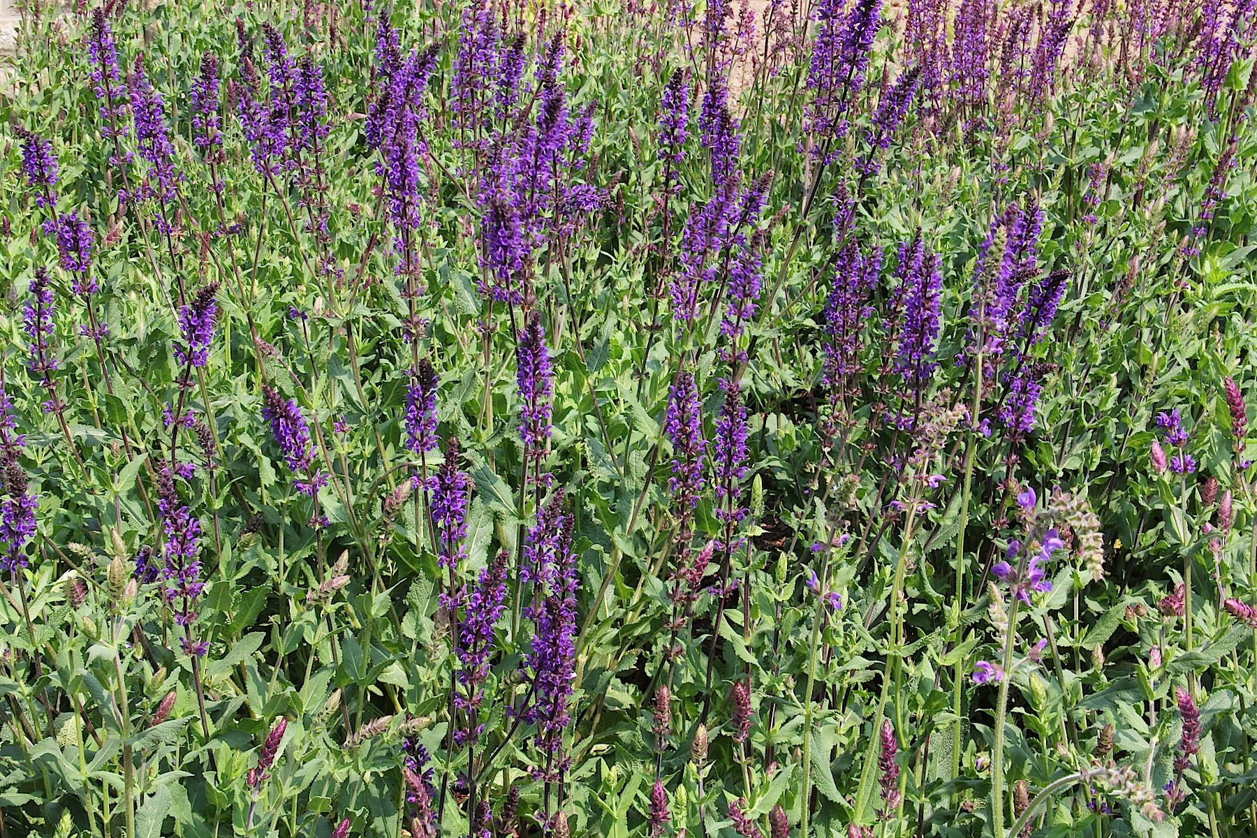 Salvia nemorosa