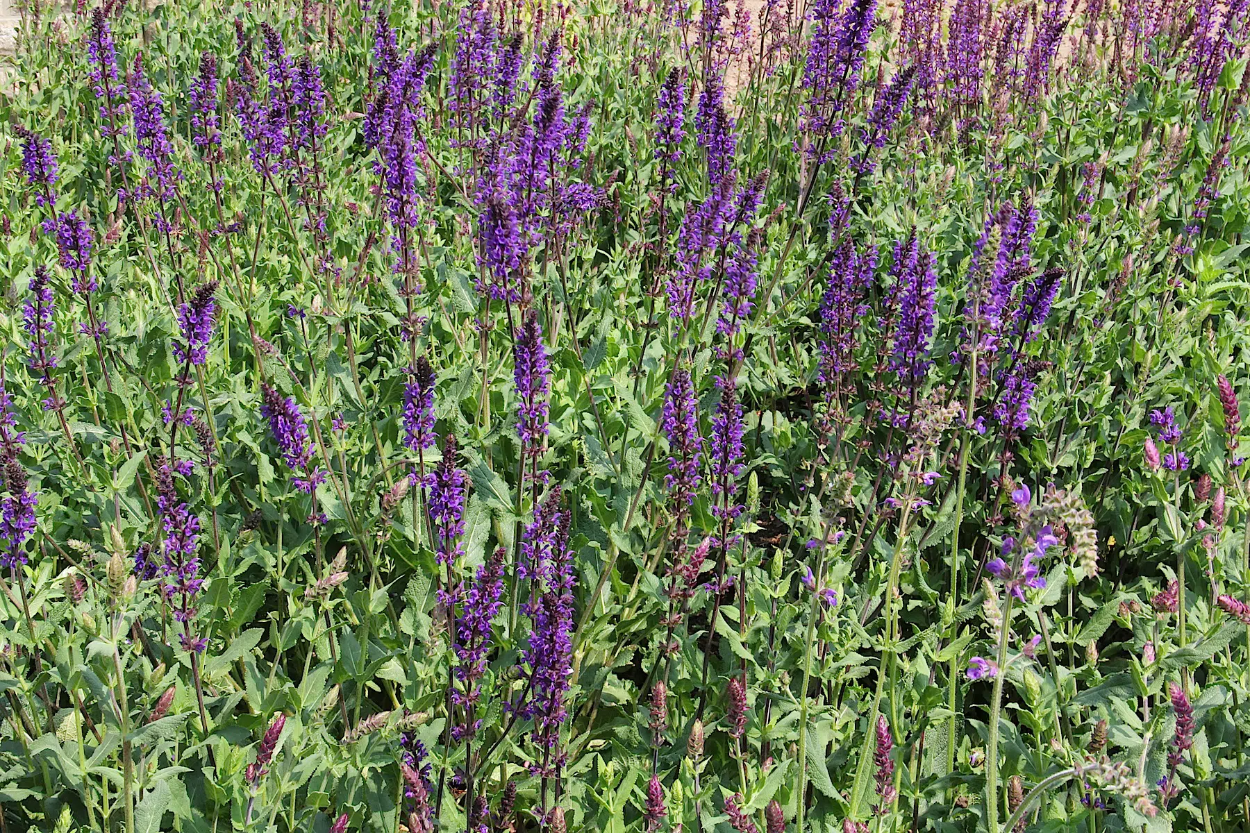 Salvia nemorosa