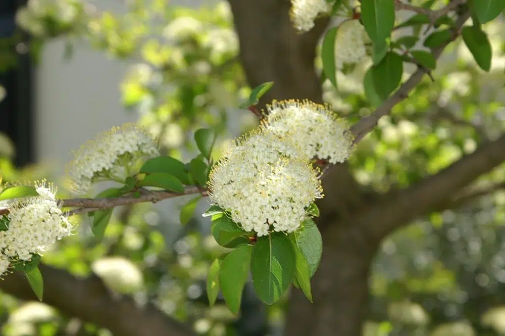Viburnum prunifolium ‘Dark Tower’