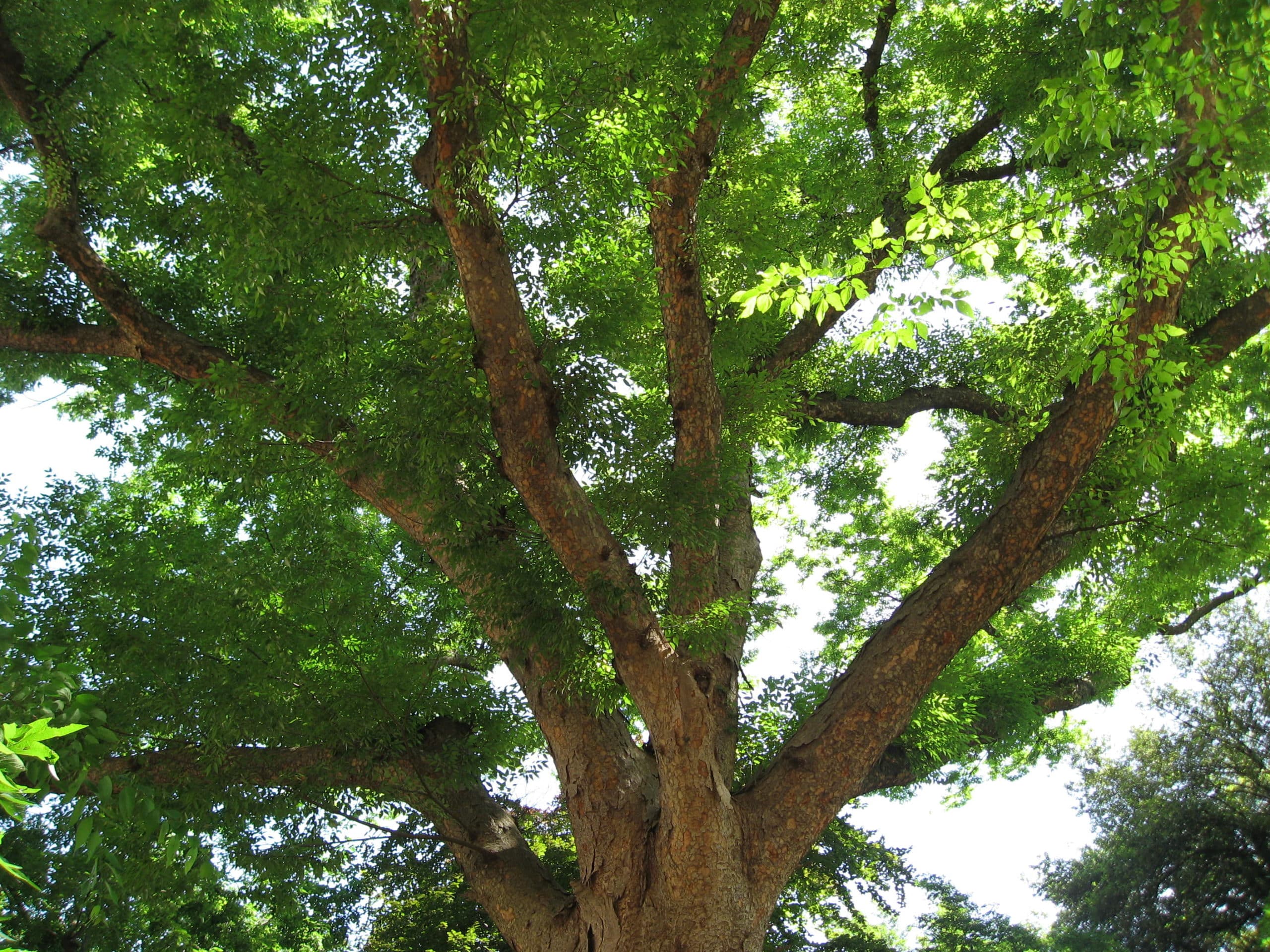 Zelkova serrata 'Musashino' (Musashino columnar zelkova) » HF&G