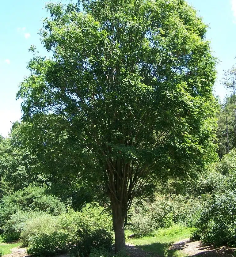 Zelkova serrata ‘Green Vase’